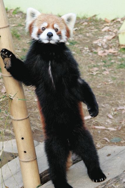 二本足ですっくと立つ実物のレッサーパンダ風太